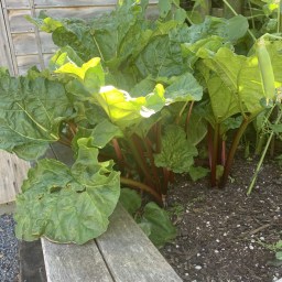 Rhubarb